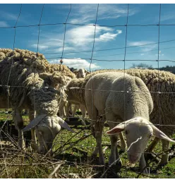 Grillage à mouton noué