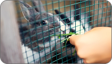 option Clôture pour animaux